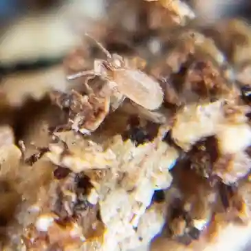 Image of Hypoaspis miles, a beneficial soil-dwelling predatory mite, often used in organic pest control. Recognizable by its tiny, light-brown body, Hypoaspis miles targets various soil pests like fungus gnats and thrips larvae, promoting healthier plant roots and overall garden vitality.