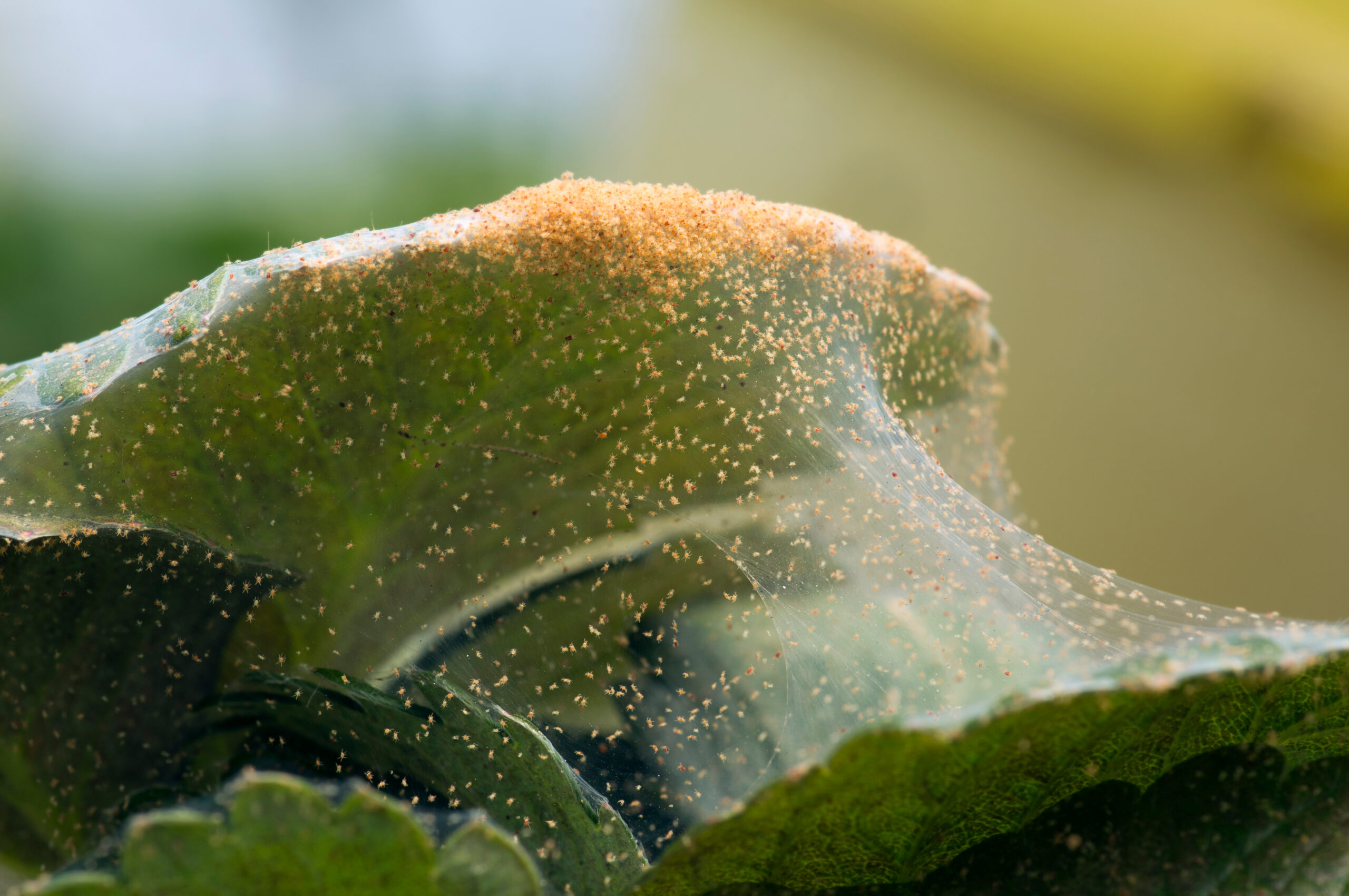 Image depicting the damage caused by spider mites on plants: Visible as fine yellow or white speckling on the leaves, resulting from their feeding on plant sap. Heavy infestations can lead to widespread leaf discoloration, wilting, and eventual leaf drop. Webbing on the plants is a common sign, indicating a severe spider mite presence.