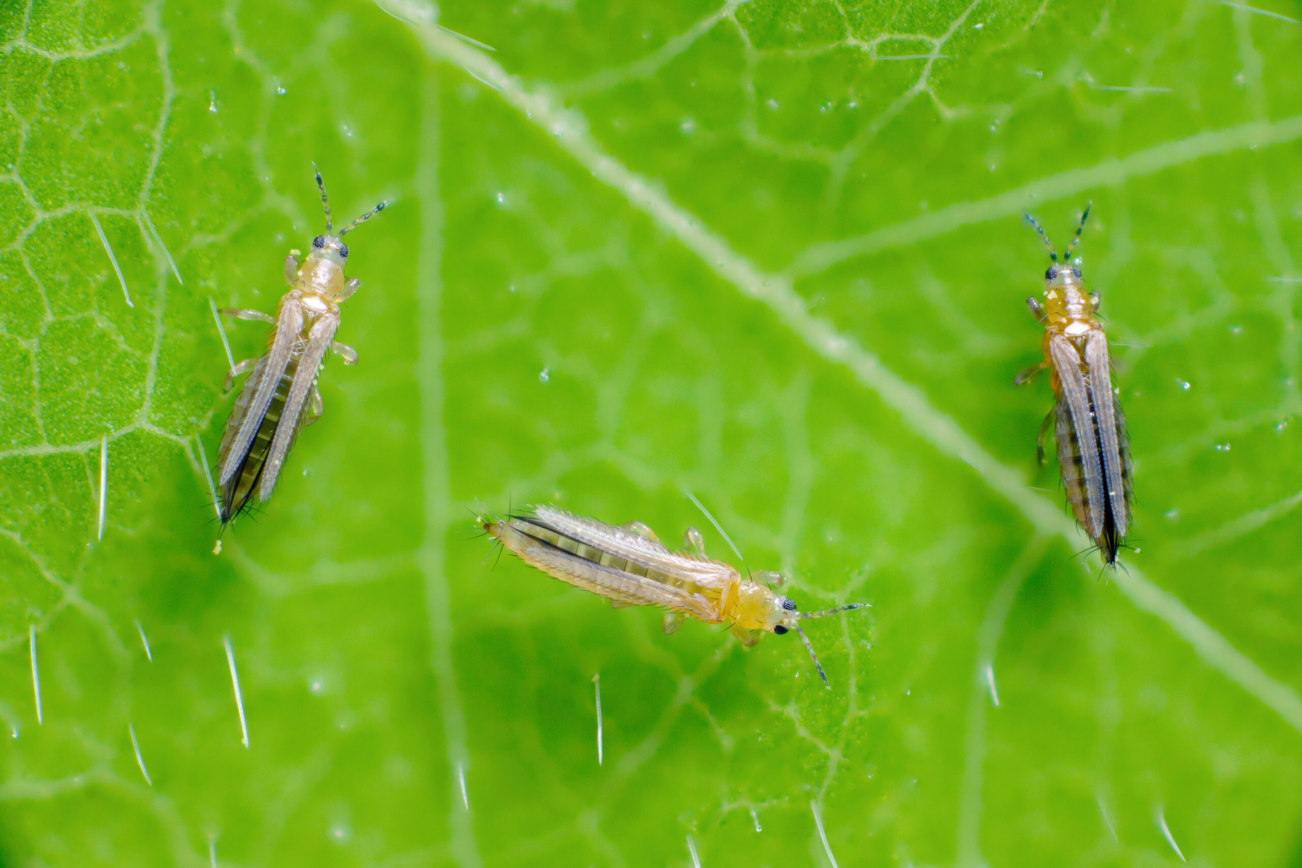 Image of Thrips, tiny, slender insects with fringed wings, notorious for damaging a wide range of plants. They are visible as minute, elongated bugs on leaves and flowers, where they feed and cause discoloration, stippling, and deformation. This damage is particularly evident in their silvery trails and black fecal spots on the plant surfaces.