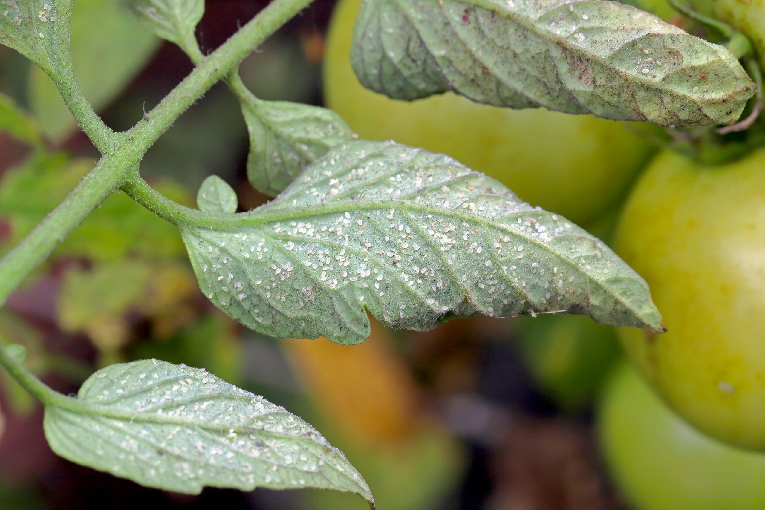 Image of whitefly damage on plants: Visible signs include yellowing, wilting, and leaf drop, with a sticky residue (honeydew) that often leads to sooty mold growth. This damage is caused by whiteflies sucking sap from the leaves, weakening the plant and disrupting photosynthesis.