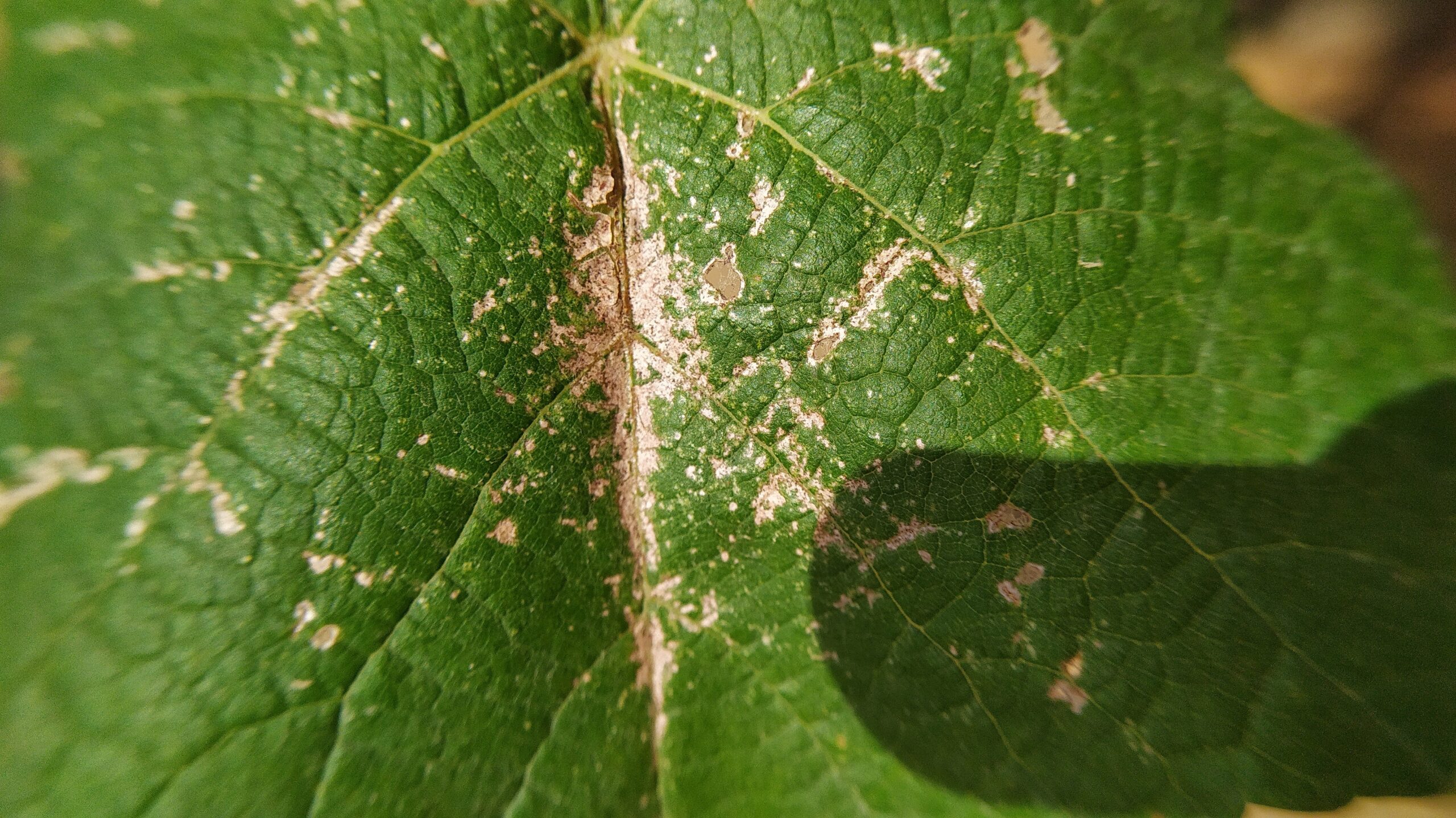 Image showing damage caused by thrips on plants: Characterized by visible stippling, silvering, or bronzing of leaves, and deformed or discolored flowers and fruits. This damage is a result of thrips feeding on the plant sap, leaving behind tell-tale signs of distortion and speckled leaf surfaces.