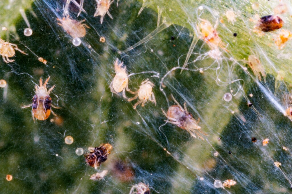 Close-up image of spider mites infesting plant leaves, showing tiny arachnids and their fine silk webbing